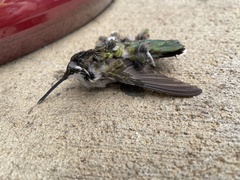 Archilochus colubris