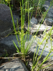 Cyperus dentatus