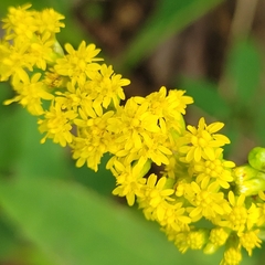 Solidago latissimifolia