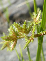Cyperus dentatus