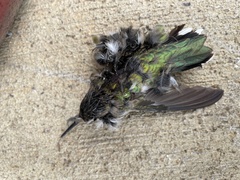 Archilochus colubris