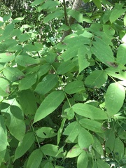 Fraxinus nigra image
