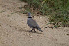 Streptopelia capicola