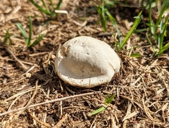 Lycoperdon
