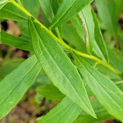 Solidago latissimifolia