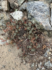 Penstemon davidsonii