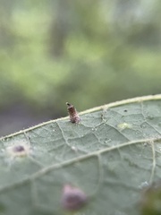 Celticecis aciculata