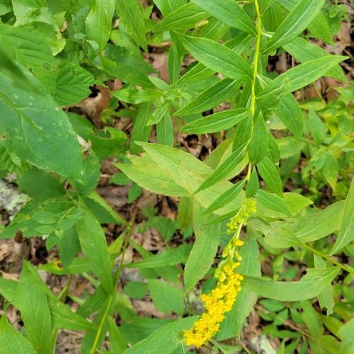 Image of Solidago latissimifolia by (c) Matt Pelikan, some rights reserved (CC BY)
