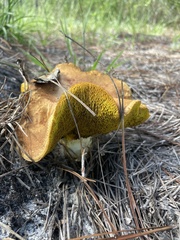 Boletinellus merulioides