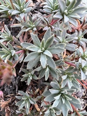 Penstemon davidsonii