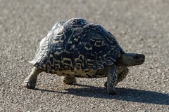 Stigmochelys pardalis