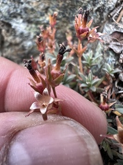 Penstemon davidsonii