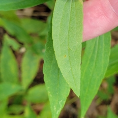 Solidago latissimifolia
