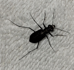 Cicindela punctulata