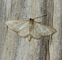 Idaea eremiata