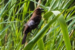 Amblyospiza albifrons