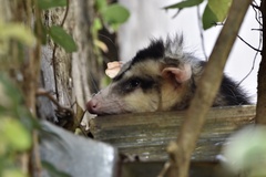 Didelphis albiventris