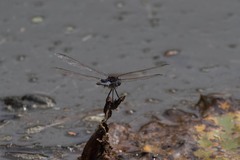 Urothemis edwardsii