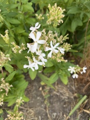 Saponaria