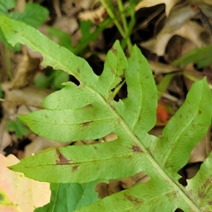 Woodwardia areolata