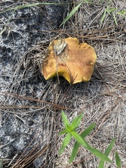 Boletinellus merulioides