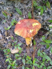 Aureoboletus flaviporus