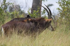 Hippotragus niger niger
