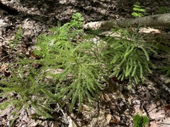 Dendrolycopodium dendroideum