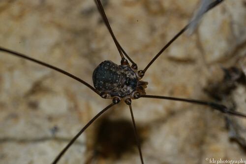 Leiobunum defectivum