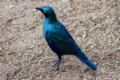 Lamprotornis chalybaeus