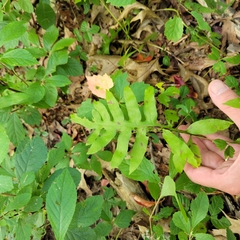 Woodwardia areolata