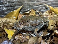 Hypopachus variolosus