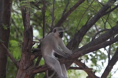 Chlorocebus pygerythrus pygerythrus