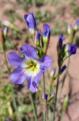 Leucocoryne coquimbensis