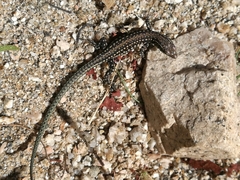 Podarcis guadarramae guadarramae