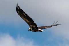 Haliaeetus vocifer