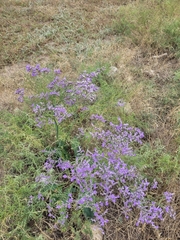 Limonium gmelinii