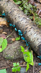 Chlorociboria aeruginascens