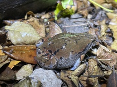Hypopachus variolosus