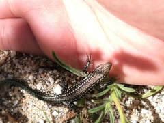 Podarcis guadarramae guadarramae