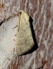 Grotella olivacea