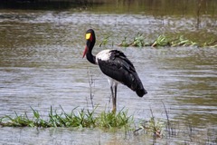 Ephippiorhynchus senegalensis