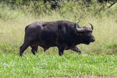 Syncerus caffer caffer