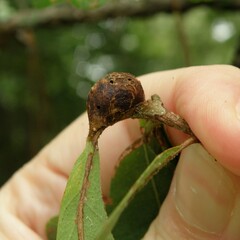 Neuroterus quercusbatatus