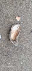 Ostreidae
