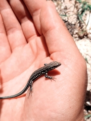 Podarcis guadarramae guadarramae