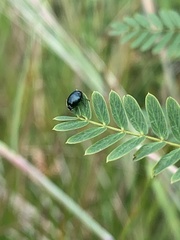 Plagiodera versicolora