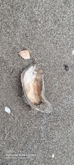 Ostreidae