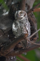 Otus senegalensis