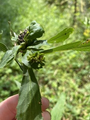 Rhopalomyia capitata